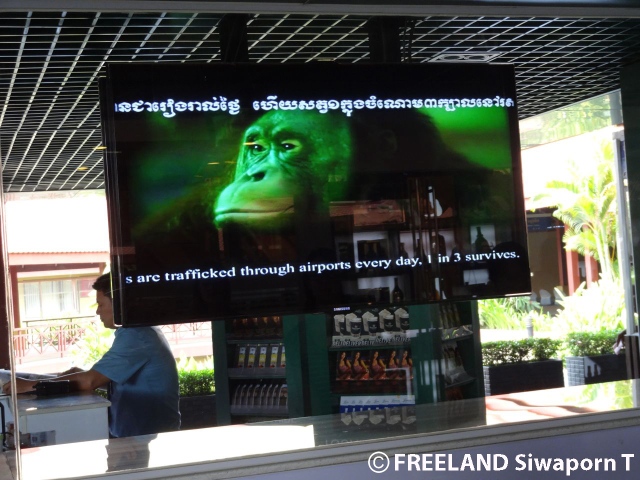 Cambodia Airport Campaign